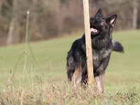 Anori  Bes.: Chrigel Rossel